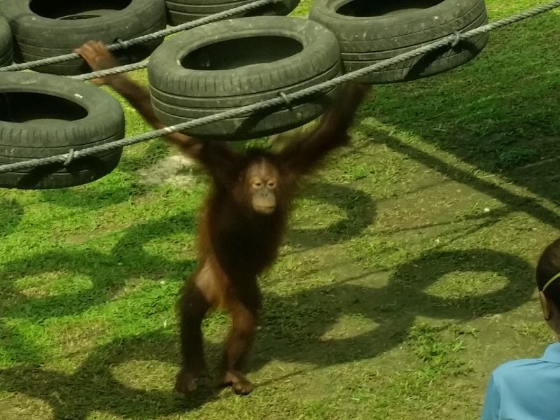Borneo: mens ontmoet aap